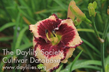 Daylily Misunderstanding All You See