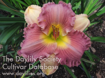 Daylily Moment Too Soon