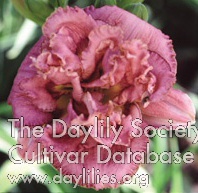 Daylily Mulberry Connection