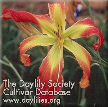 Daylily Muscle and Blood