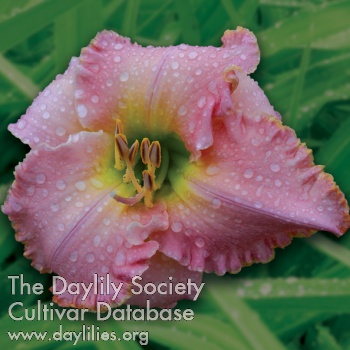 Daylily My Place or Yours