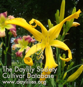 Daylily Nanners