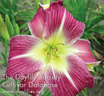 Daylily Night Gown