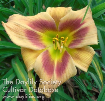 Daylily Nacogdoches Eyes
