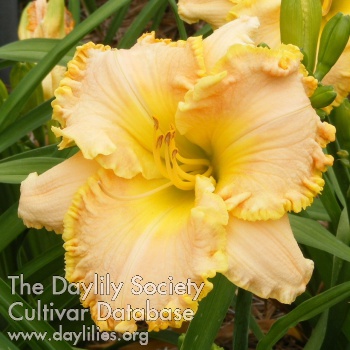 Daylily Natchez Lace