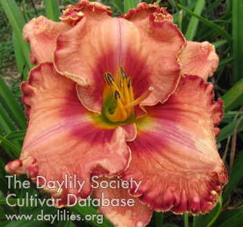 Daylily Nate the Great
