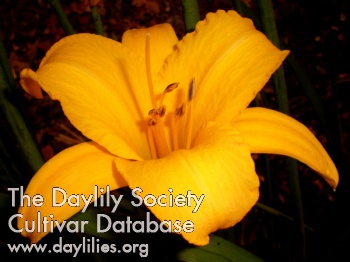 Daylily Native Pride