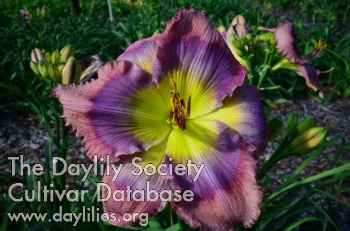 Daylily Nature Lover