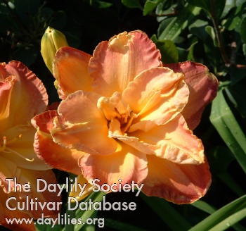 Daylily Nell Dean