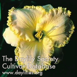 Daylily Never Been Kissed
