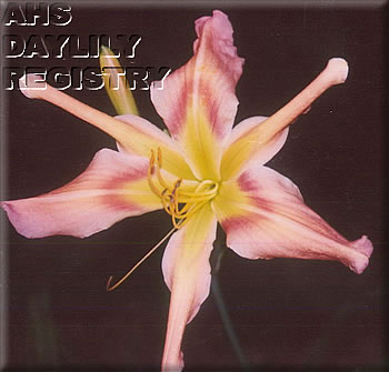 Daylily New Series Quills