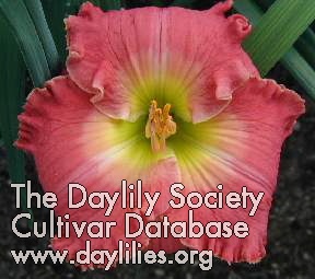 Daylily No More Tears