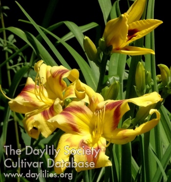 Daylily Not Wright in the Head