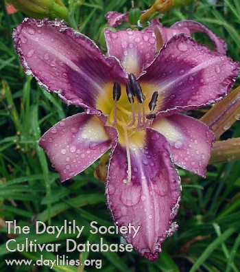 Daylily Nothing is Easy