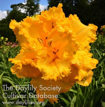 Daylily Now That's Cheesy