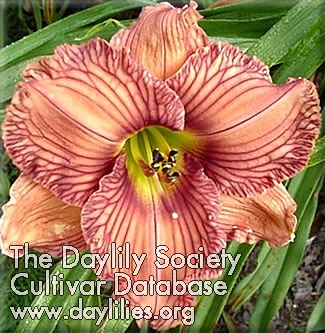 Daylily Nowhere to Hide