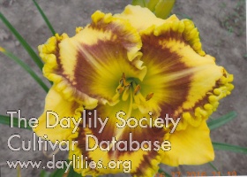 Daylily Nu-Era Deal or Steal