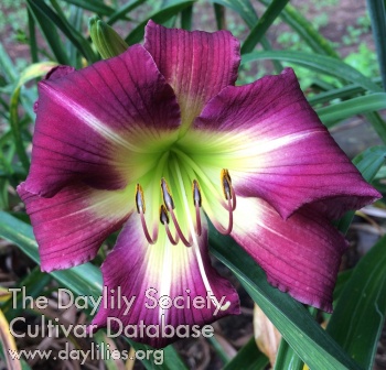 Daylily Nuit d'Amour