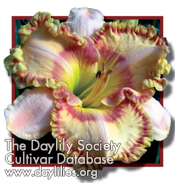 Daylily Nature's Poetry