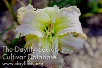 Daylily Nature's Comedienne