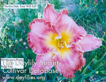 Daylily Nu-Era Only Time Will Tell