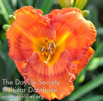 Daylily Nicole's Heat Seeker