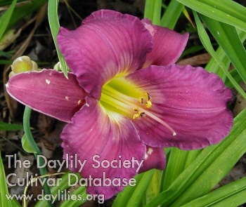 Daylily Night Queen