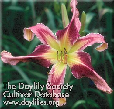 Daylily Not of This World