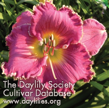 Daylily Orchid Satin