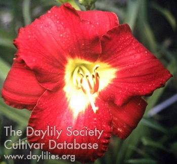 Daylily Obsession in Red