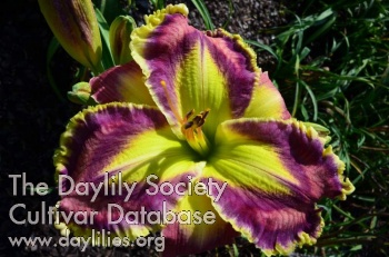 Daylily Obvious Overdrive