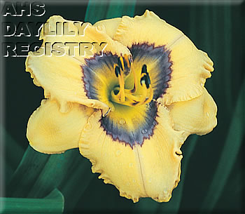 Daylily Oceans Eleven