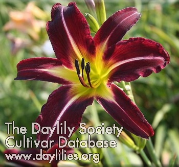 Daylily Off to See the Wizard