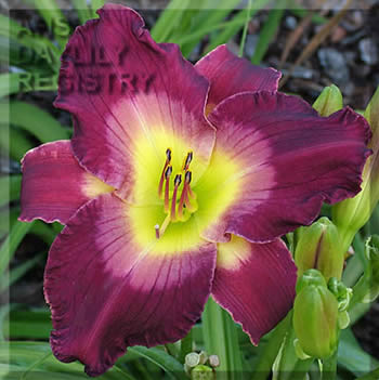 Daylily Off the Deep End