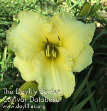 Daylily Offa