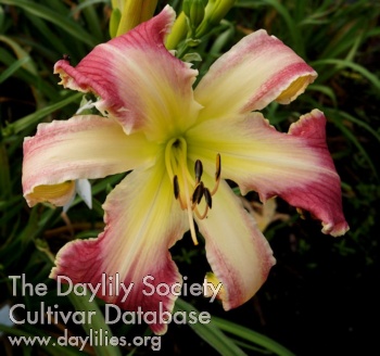Daylily Off the Rails