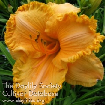 Daylily Oh, Camille!