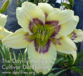 Daylily Oh for Cute