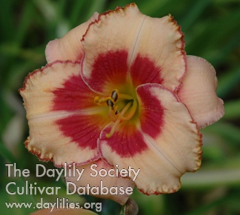 Daylily Olympic Candy