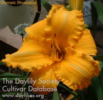 Daylily Olympic Showcase