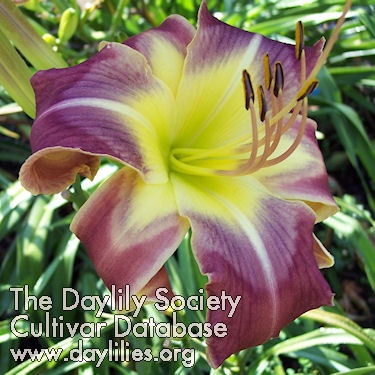 Daylily On the Wing