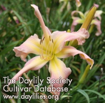 Daylily Once Upon a Time