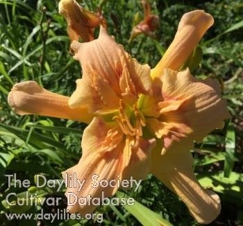 Daylily One by One