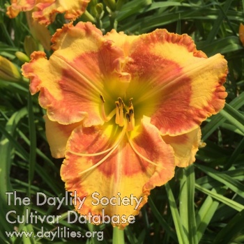 Daylily One for My Lady
