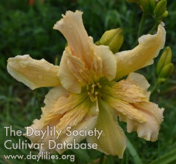 Daylily Only Time