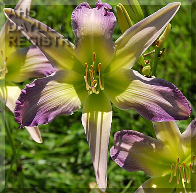 Daylily Only in Dreams