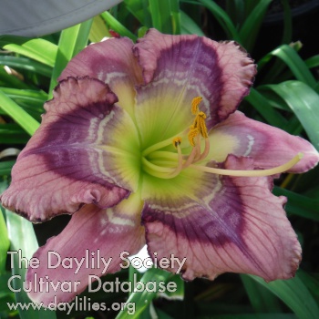 Daylily Open Your Mind