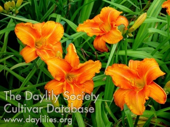 Daylily Orange Von Falkenrehde