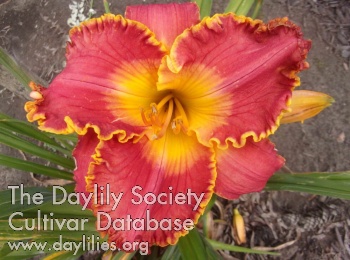 Daylily Orange You Red in the Face