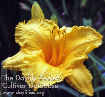 Daylily Orange Tex